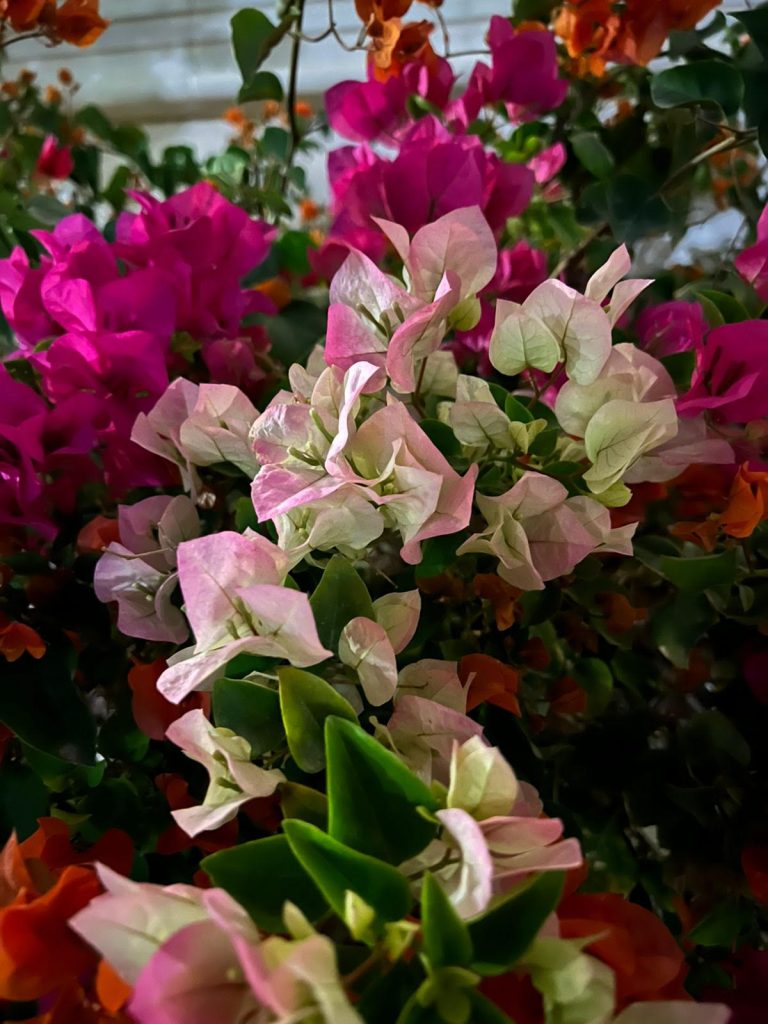 Umm AL Salsal Mina Trading Flowers shop have pretty and wonderful flowers for indoor and outdoor as well. The shop is located in Al Mina, Abu Dhabi.